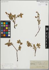 Foto von Salix hastata L. x Salix repens L.